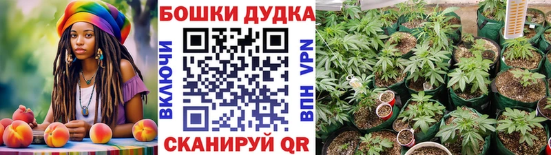 закладки Сураж сайты даркнета Telegram Каннабис тримм